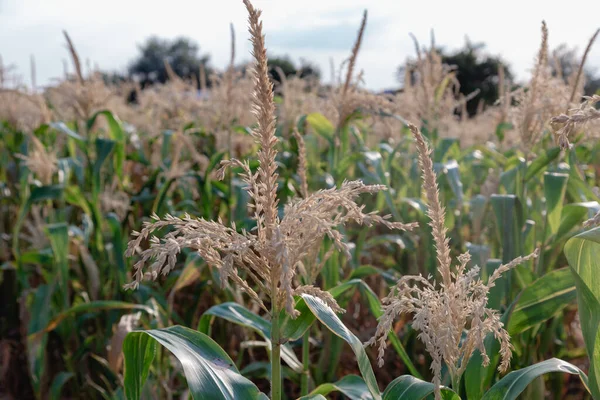 Ripe corn field Summer August