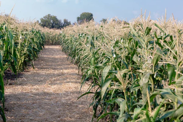 Ripe corn field Summer August