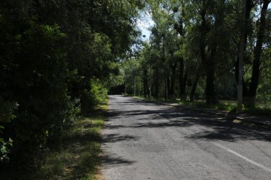 Yaz manzarası. Ağaçların arasında yol.