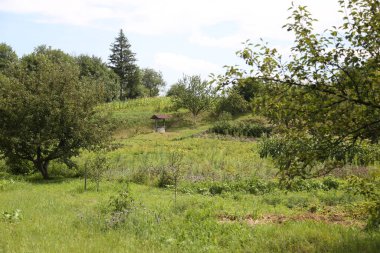 Yaz manzarası. Ağaçlara karşı yeşil çayır.