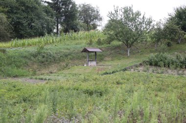 Yaz manzarası. Ağaçlara karşı yeşil çayır.