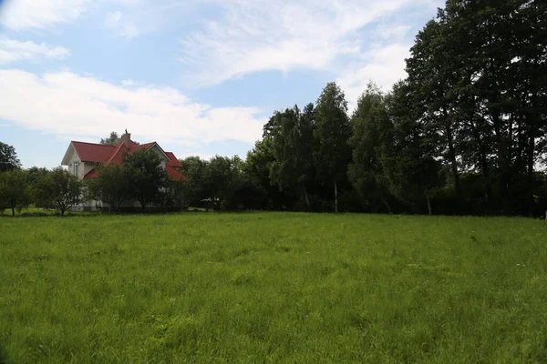 Paisaje Verano Pradera Verde Contra Árboles —  Fotos de Stock