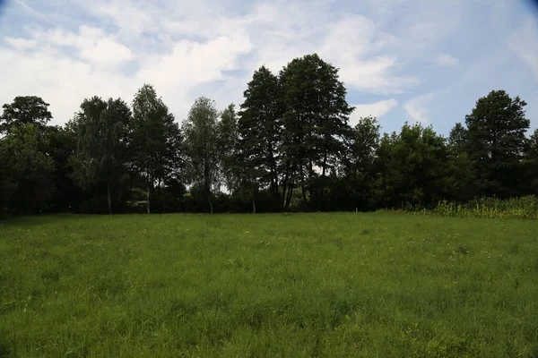 Sommerlandskap Grønn Eng Mot Trær – stockfoto