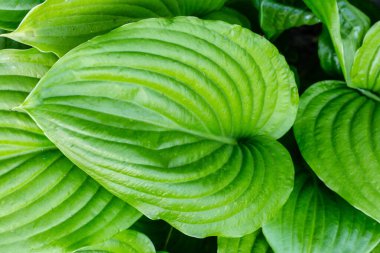 Bahçedeki Hosta bitkisi. Geniş yeşil yapraklar tehlikeli. Kapalı yeşil yapraklar arka plan.