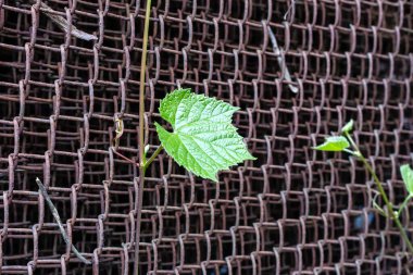 Bahçe çardağının ahşap çardaklarında yaprakları olan yabani üzüm dalları. Çit. Yüksek kalite fotoğraf.