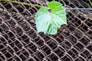 Bahçe çardağının ahşap çardaklarında yaprakları olan yabani üzüm dalları. Çit. Yüksek kalite fotoğraf.