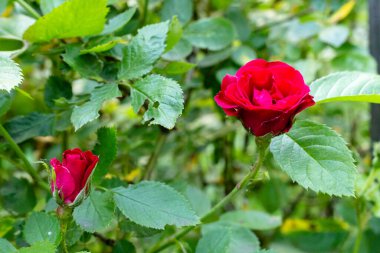Gül bahçesinde açan kırmızı gül arkaplanda kırmızı güller.