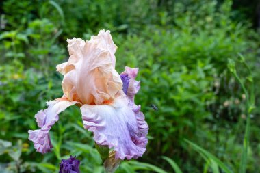 Çayırda çiçek açan süsen çiçekleri.