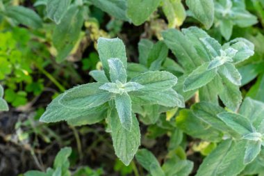 Nane yaprakları arka plan bitkisi. Yakın plan.