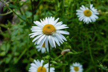 Papatya tarlası çiçekleri sınırı. Güneşin altında çiçek açan medikal papatyaların olduğu güzel bir doğa sahnesi. Alternatif tıp Bahar Papatyası. Yaz çiçekleri. Güzel çayır. Yaz arkaplanı.