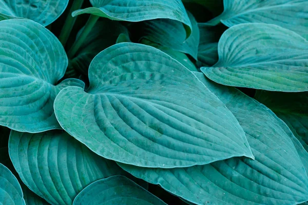Bahçedeki Hosta bitkisi. Geniş yeşil yapraklar tehlikeli. Kapalı yeşil yapraklar arka plan.
