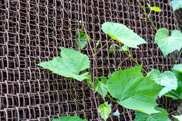 Ramos Uvas Silvestres Com Folhas Treliça Madeira Mirante Jardim Hedge — Fotografia de Stock