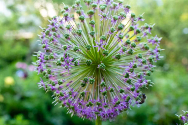 Makro Zdjęcie Kwiatów Alionu — Zdjęcie stockowe
