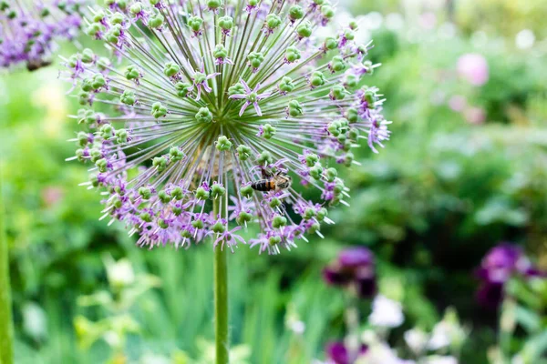 Alium Virágok Makrofotója — Stock Fotó