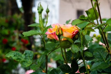 Gül bahçesinde açan kırmızı gül arkaplanda kırmızı güller.