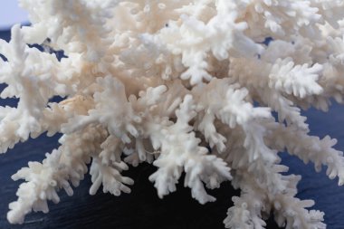 Siyah zemin üzerinde beyaz deniz mercanı.