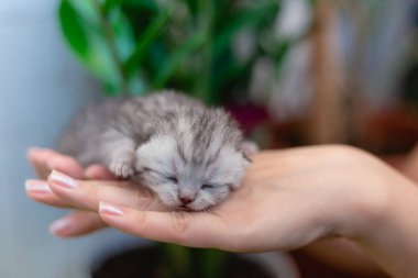 Bir kızın ellerinde kör bir kedi yavrusu.