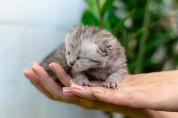 Cego Pequeno Gatinho Nas Mãos Uma Menina — Fotografia de Stock