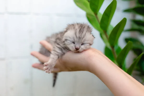 Cego Pequeno Gatinho Nas Mãos Uma Menina — Fotografia de Stock