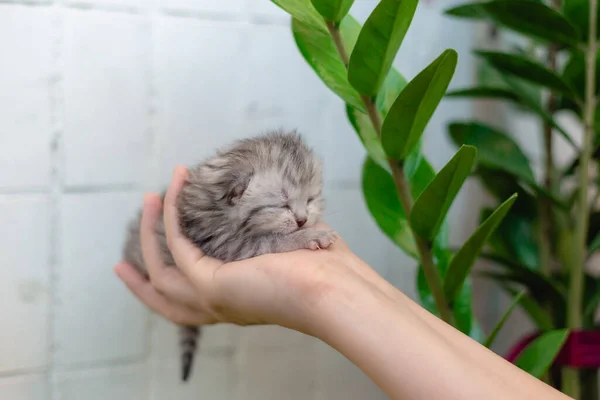 Cego Pequeno Gatinho Nas Mãos Uma Menina — Fotografia de Stock