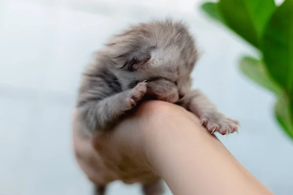 Bir Kızın Ellerinde Kör Bir Kedi Yavrusu — Stok fotoğraf