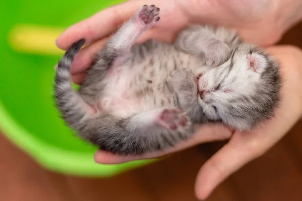 Cego Pequeno Gatinho Nas Mãos Uma Menina — Fotografia de Stock