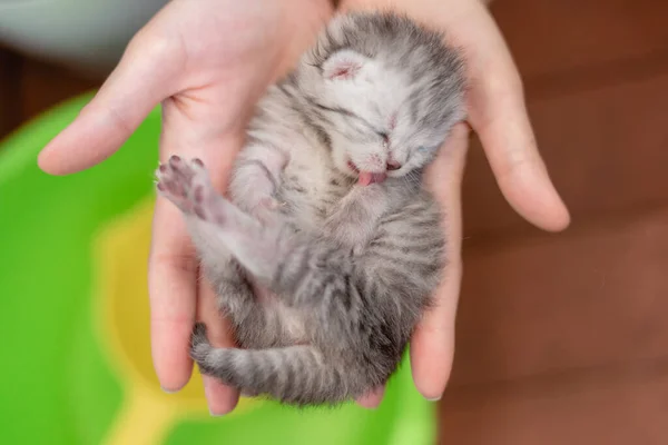 Cego Pequeno Gatinho Nas Mãos Uma Menina — Fotografia de Stock