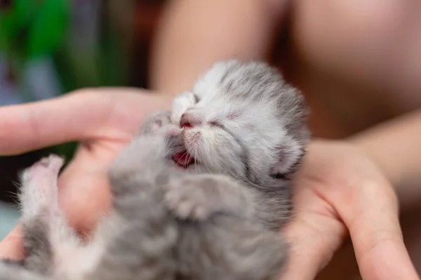 Cego Pequeno Gatinho Nas Mãos Uma Menina — Fotografia de Stock