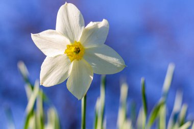 Nergislerin tek çiçeği, Narcissus Poeticus subsp. Radiiforus, Sırbistan 'ın batısındaki Tara Ulusal Parkı' nda mavi gökyüzü geçmişine karşı.