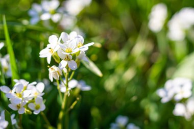Beyaz çiçekli çimenler. Arkaplan