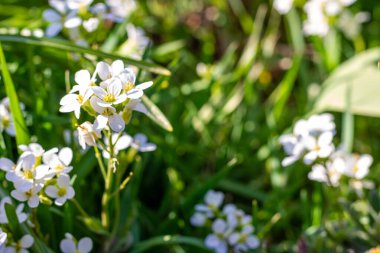 Beyaz çiçekli çimenler. Arkaplan