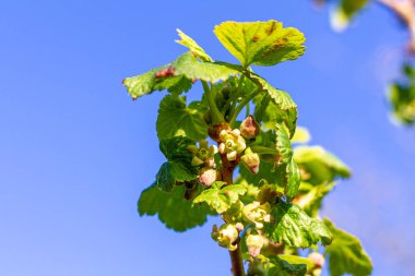 Frenk üzümünün yakın çekimi, küçük sarı-pembe bir çiçek ve yeşil arka planda yetişen üzümlü bir çalılığın dalında yetişen taze yapraklar. tarım ve büyüyen organik ürünler