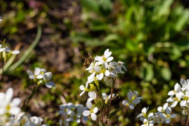 Bal arısı tozlaşan beyaz çiçekler, yaklaşın, arıları toplamak için makro çekim