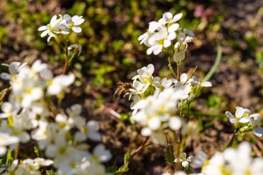 Bal arısı tozlaşan beyaz çiçekler, yaklaşın, arıları toplamak için makro çekim