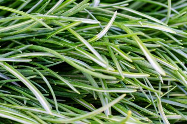 Yumuşak sabah ışığında çiğ damlaları ile yemyeşil çimlerin yakınlaşması