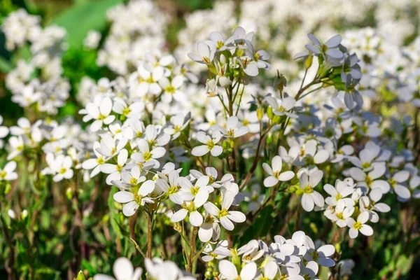 Trawa Białymi Kwiatami Kontekst — Zdjęcie stockowe