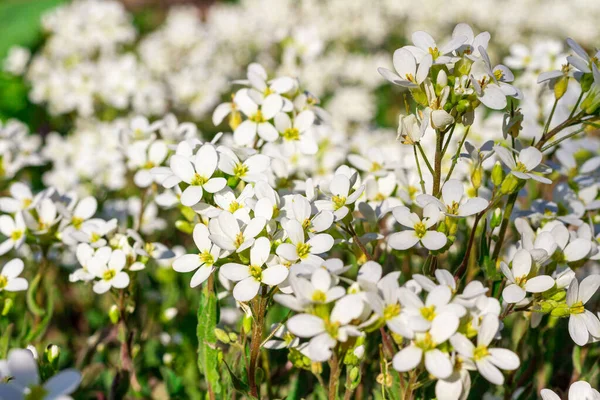 Erba Con Fiori Bianchi Contesto — Foto Stock