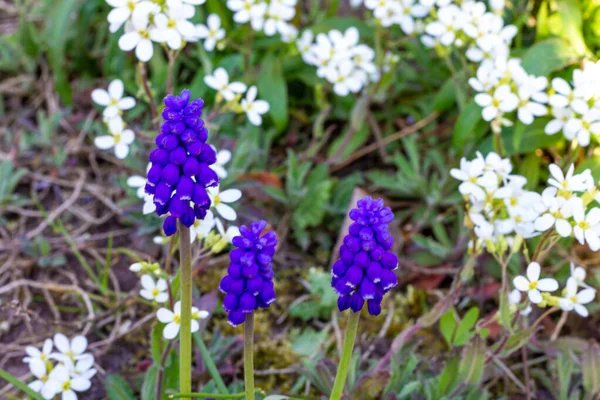 Mor Çiçekler Muscari Doğa Fotoğrafçılığı Yakın Plan — Stok fotoğraf