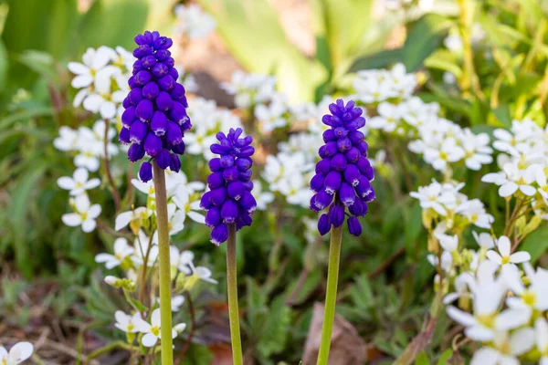 Mor çiçekler Muscari. Doğa fotoğrafçılığı. Yakın plan..