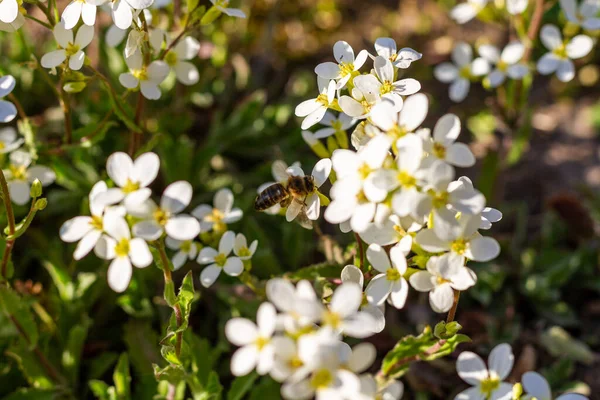 Bal Arısı Tozlaşan Beyaz Çiçekler Yaklaşın Arıları Toplamak Için Makro — Stok fotoğraf