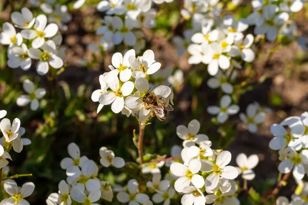Pszczoła Miodna Zapylająca Białe Kwiaty Zbliżenie Makro Ujęcie Zbierania Pszczół — Zdjęcie stockowe