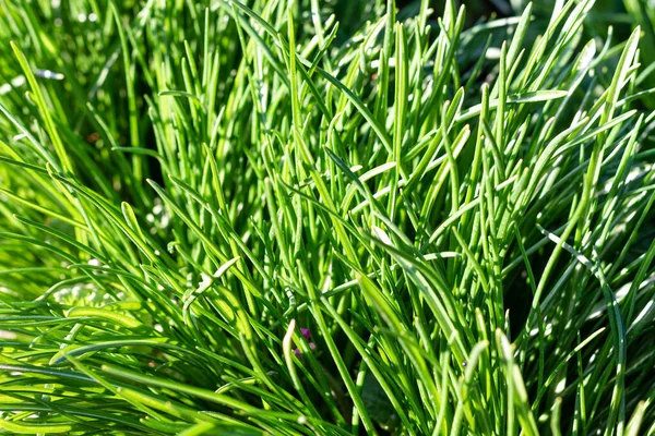 Nahaufnahme Von Saftig Ungemähtem Grünem Gras Mit Tautropfen Sanften Morgenlicht — Stockfoto