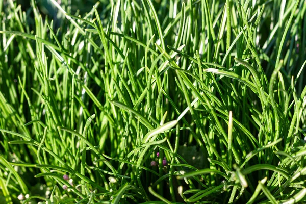 Nahaufnahme Von Saftig Ungemähtem Grünem Gras Mit Tautropfen Sanften Morgenlicht — Stockfoto