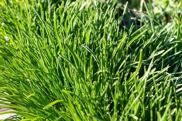 Nahaufnahme Von Saftig Ungemähtem Grünem Gras Mit Tautropfen Sanften Morgenlicht — Stockfoto