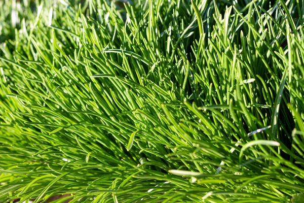 Nahaufnahme Von Saftig Ungemähtem Grünem Gras Mit Tautropfen Sanften Morgenlicht — Stockfoto
