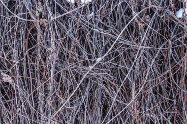 Kuru asma dalları, doğa arka planı. Çitlerdeki kuru tonlu dalların soyut hali