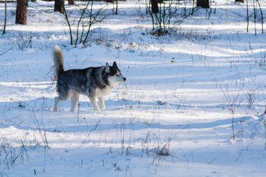 Mutlu, komik, bej ve beyaz Sibirya köpeği kış ormanlarında karlı bir patika boyunca koşar. Husky ormanda eğleniyor.