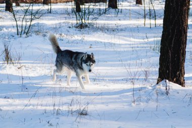 Mutlu, komik, bej ve beyaz Sibirya köpeği kış ormanlarında karlı bir patika boyunca koşar. Husky ormanda eğleniyor.
