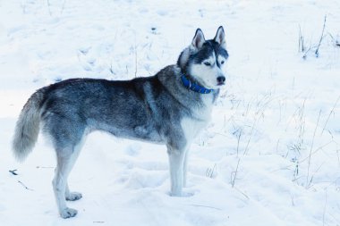 Mutlu, komik, bej ve beyaz Sibirya köpeği kış ormanlarında karlı bir patika boyunca koşar. Husky ormanda eğleniyor.