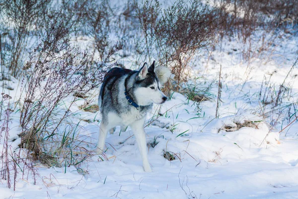 Een Vrolijke Grappige Beige Witte Siberische Husky Hond Loopt Langs — Stockfoto